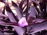 Purpurina (Tradescantia pallida)