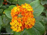 Native Lantana