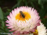 Bracteantha Florabella Pink