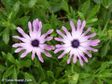 Dimorfoteca (Osteospermum ecklonis)