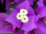 Bougainvillea Glabra