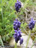 Muscari neglectum