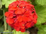 Geranium Pelargonium