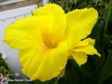 Canna Yellow Pecas