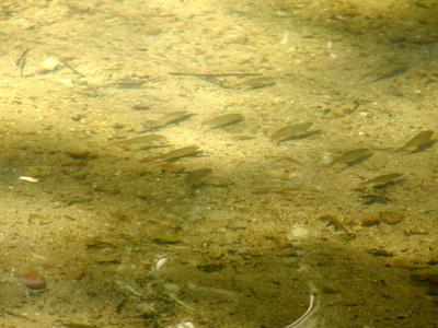 u49/tomiliz/medium/40796558.Fishatwaterfall.jpg