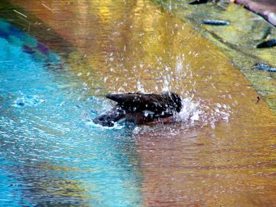 u49/tomiliz/medium/40854247.Birdatthepool.jpg