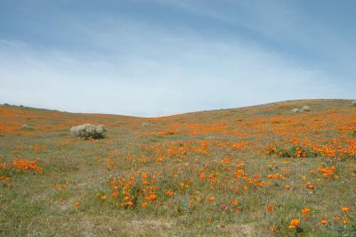 DSC_5833a.jpg