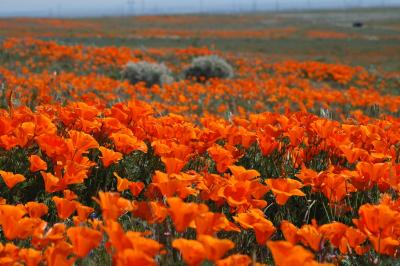 Poppy Reserve/ Antelope Valley, CA.