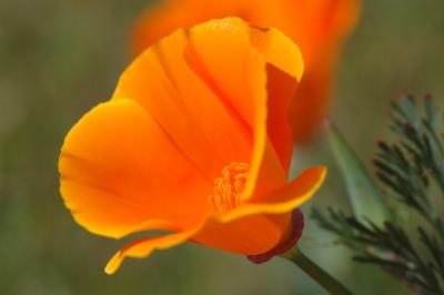 Antelope Valley /Poppy