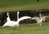 Snowy Egret