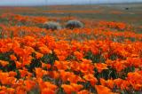 Poppy Reserve/ Antelope Valley, CA