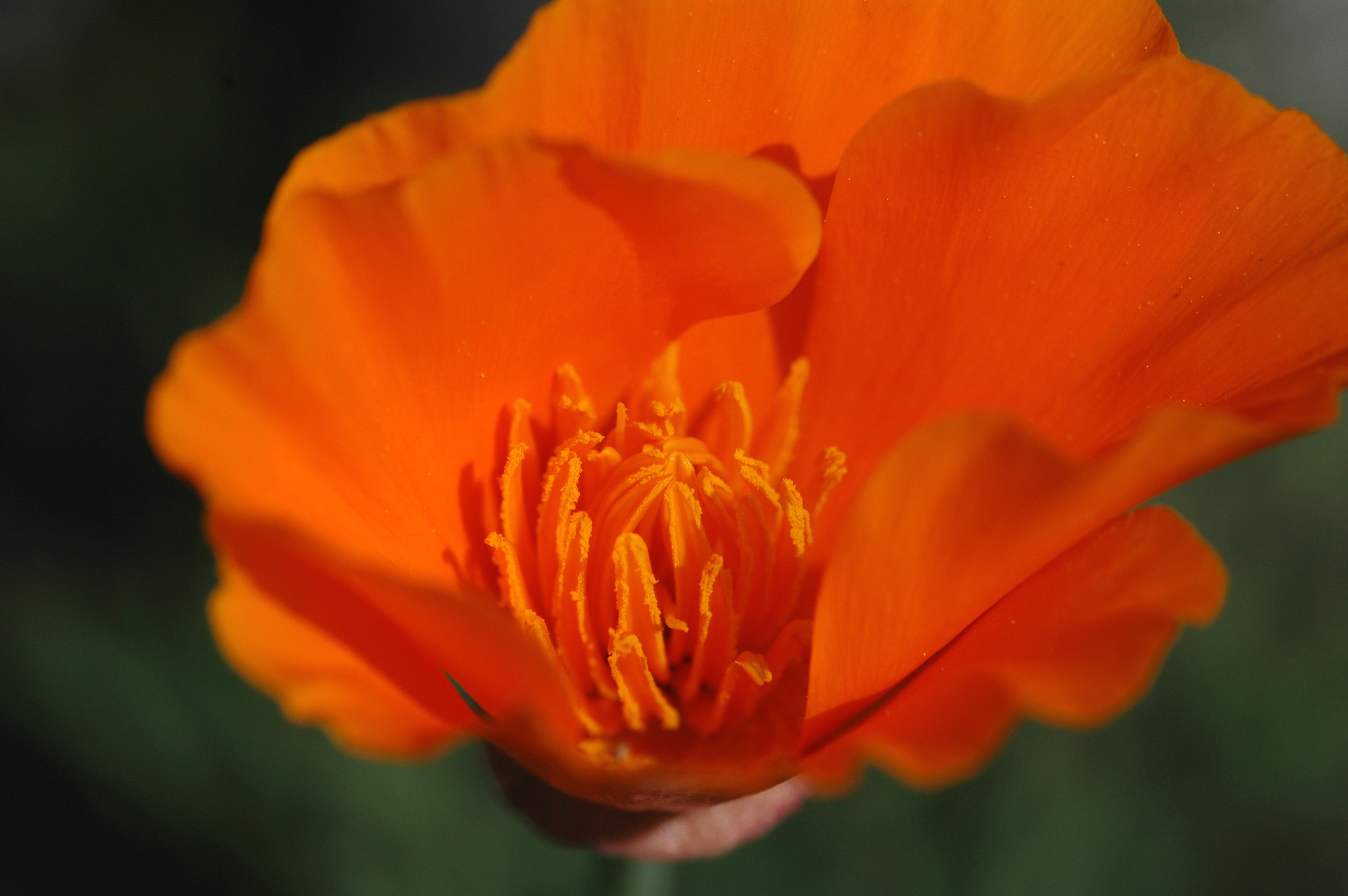 DSC_5643a.jpg