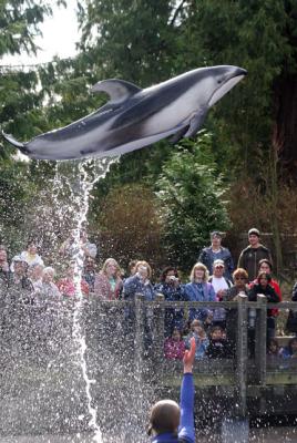 spinnaker, the dolphin at aquarium