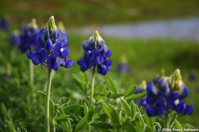 Bluebonnet Wildflowers