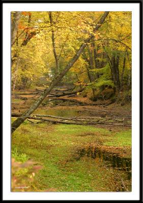 Foliage in White Mountain National Park and the surrounding area, October 9, 2004.