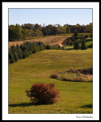 View from the Wyncroft Vineyard