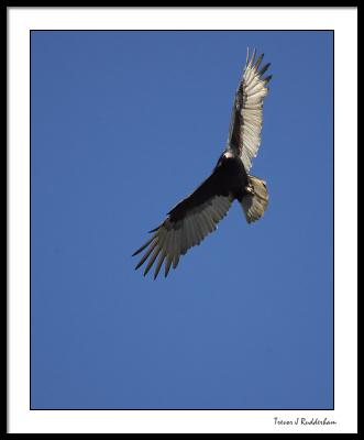 In Flight