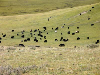 Tibetan grasslands