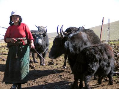 u49/trevvelbug/medium/36212262.Nomadwomanwithyaks.jpg