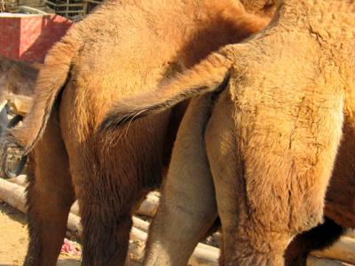 Camel butts