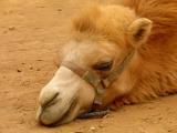 Knock out camel