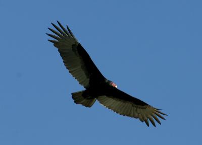 Turkey Vulture