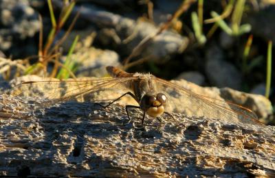 Dragon fly eyes