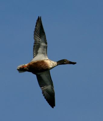 Flying Male Northern Shoveler Duck