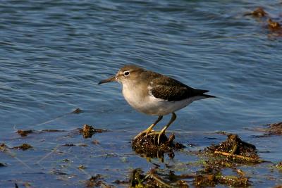 Spotted Sandpiper Winter Plumage