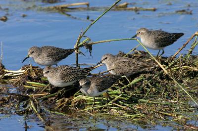 Semipalmated Sandpiper