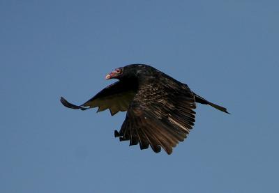 Turkey Vulture