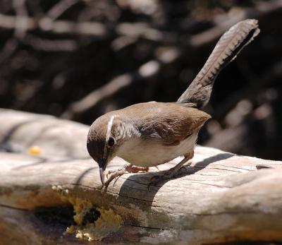 Bewicks Wren
