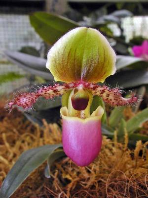 Orchid