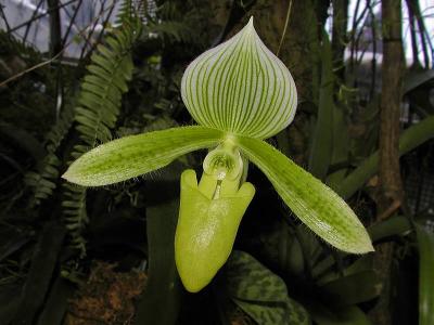 Orchid #3