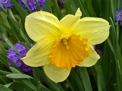 Achduart Daffodil