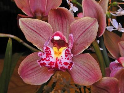 Orchid #4
