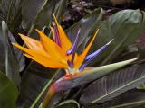 Bird of Paradise