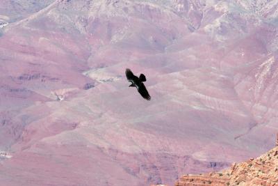 Raven over the Grand Canyon