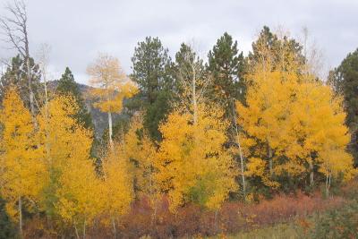 And MORE aspens!