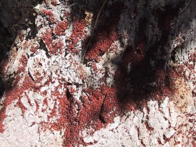 Termites we enjoyed at our lunch picnic site