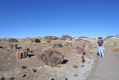 Cyn amongst the petrified logs of Petrified Forest National Park