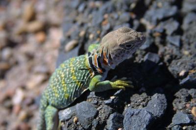 Collared lizard