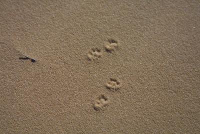 Tiny footprints in the sand