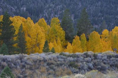 Yosemite aspens, almost home ...