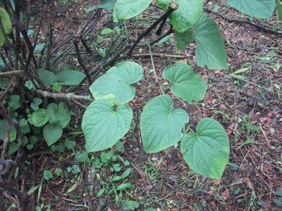 Tropical foliage (KAVA!  yeah!)