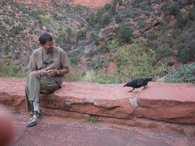 Jim finds Randall Raven on the road near Zion (and we pick up another rock)