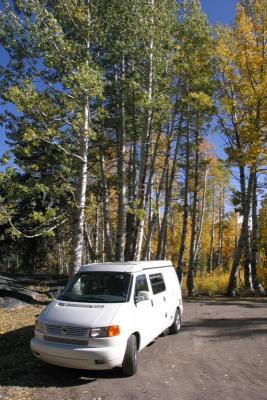 Turtle amongst the aspens, near Ebbett Pass