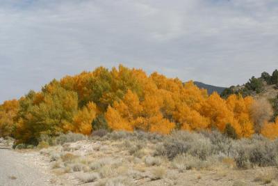 More lovely yellow foliage