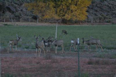 Deer in a field near Pasagonah, Utah