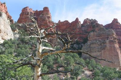 Nice dead trees, too